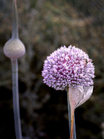 Macro Flore - Fleur de poireau