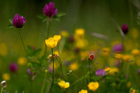 Macro Flore - Fleurs des champs