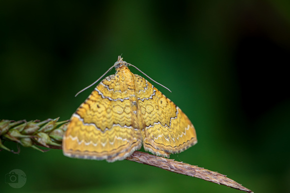 Macro Faune - Brocatelle d'Or