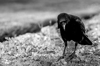 bestiole - corbeau
