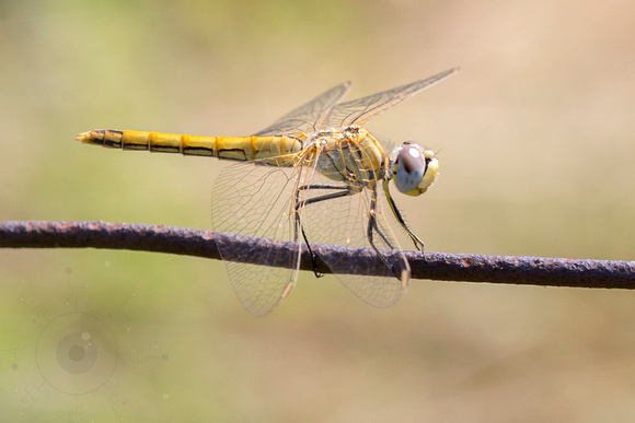 Macro Faune - Libellule Sympetrum fonscolombii femelle