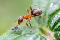 Macro et Proxi - fourmi Temnothorax nylanderi