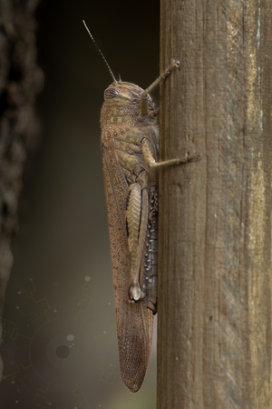 Criquet egyptien (Anacridium aegyptium)