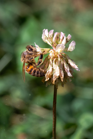 Abeille mélifère (Apis mellifera)